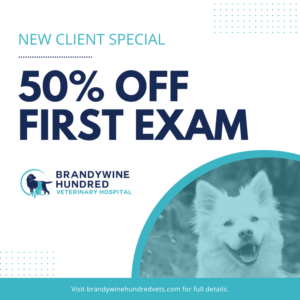Brandywine Hundred Veterinary Hospital | Wilmington DE Brandywine Hundred Veterinary Hospital | Wilmington DE